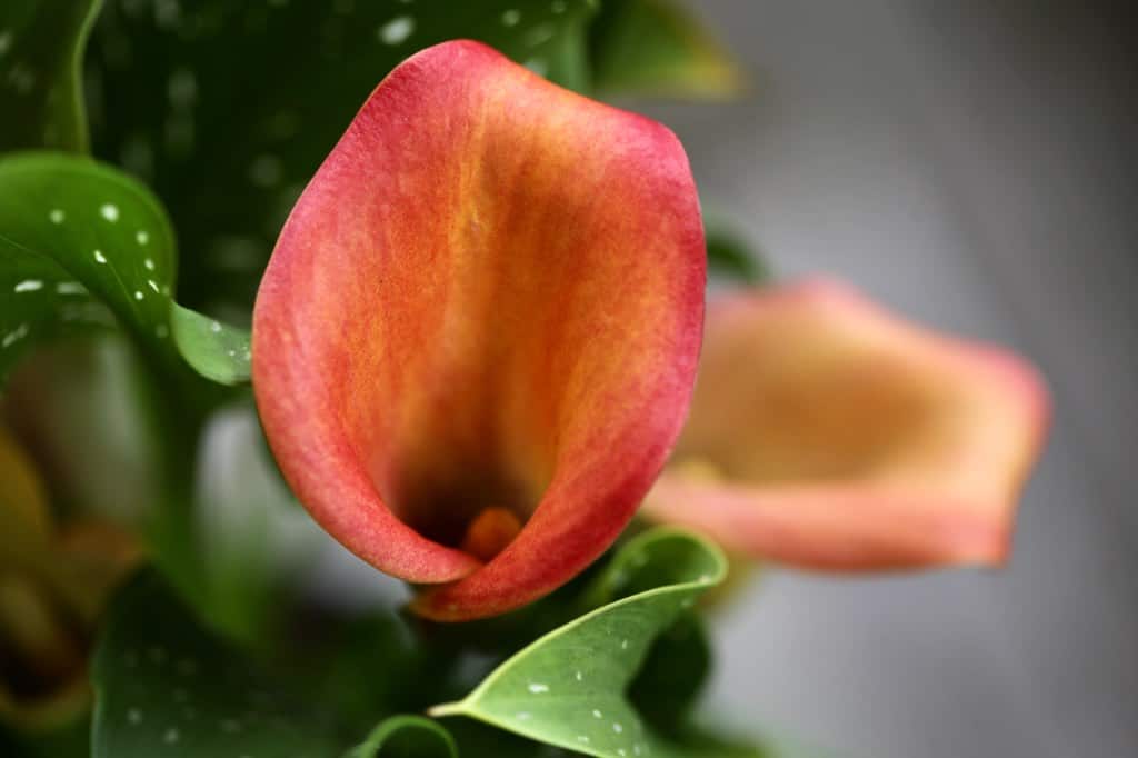 orange calla lily flowers