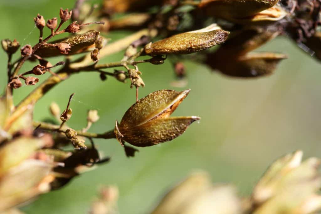 lilac seed pods forming on an old spent bloom