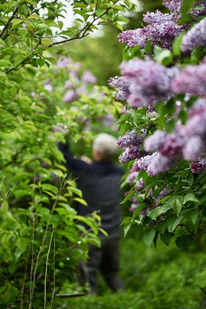 a man cutting lilacs from tall lilac bushes, discussing how long lilacs bloom