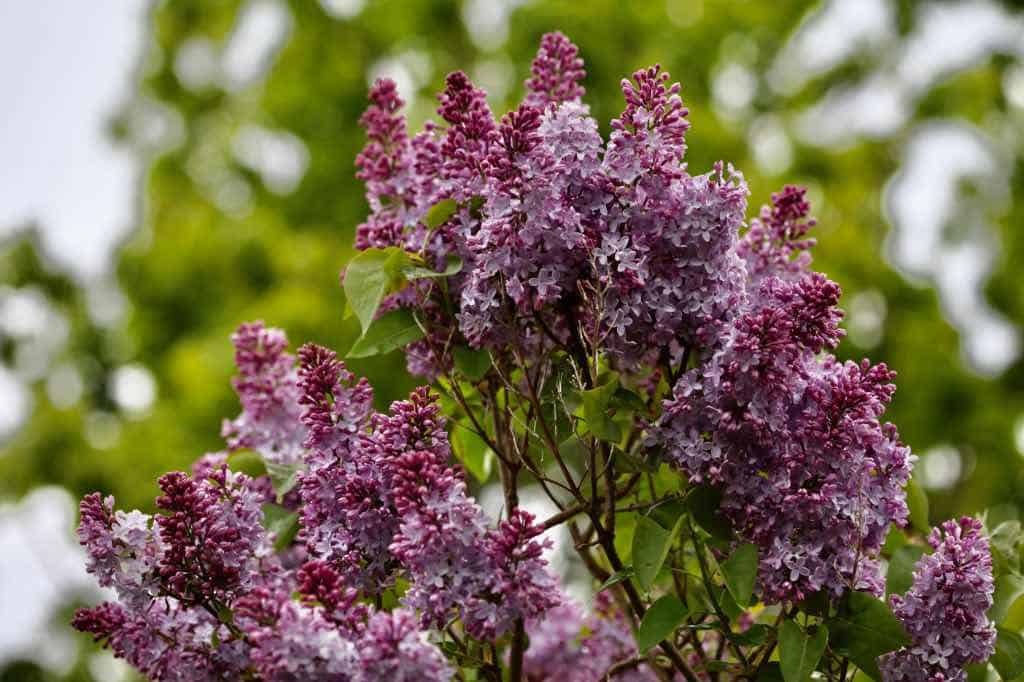 purple lilacs blooming on a lilac bush