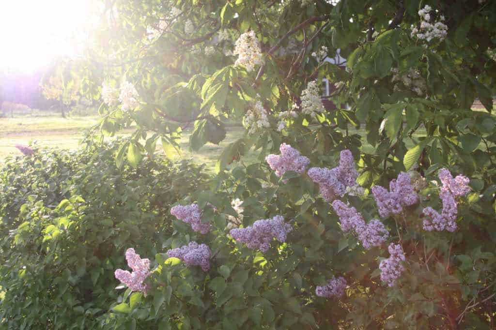 a lilac hedge next to a chestnut tree