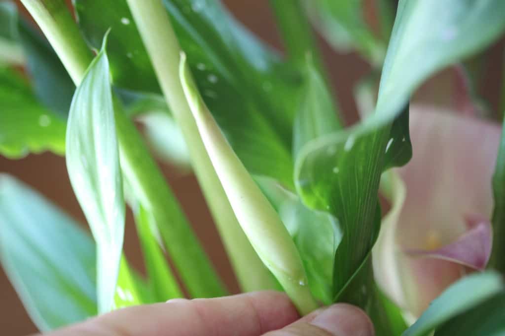 a hand holding an unopened calla lily flower