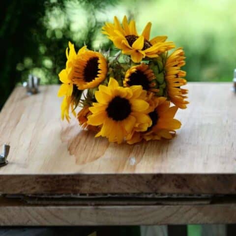 sunflowers on a diy flower press