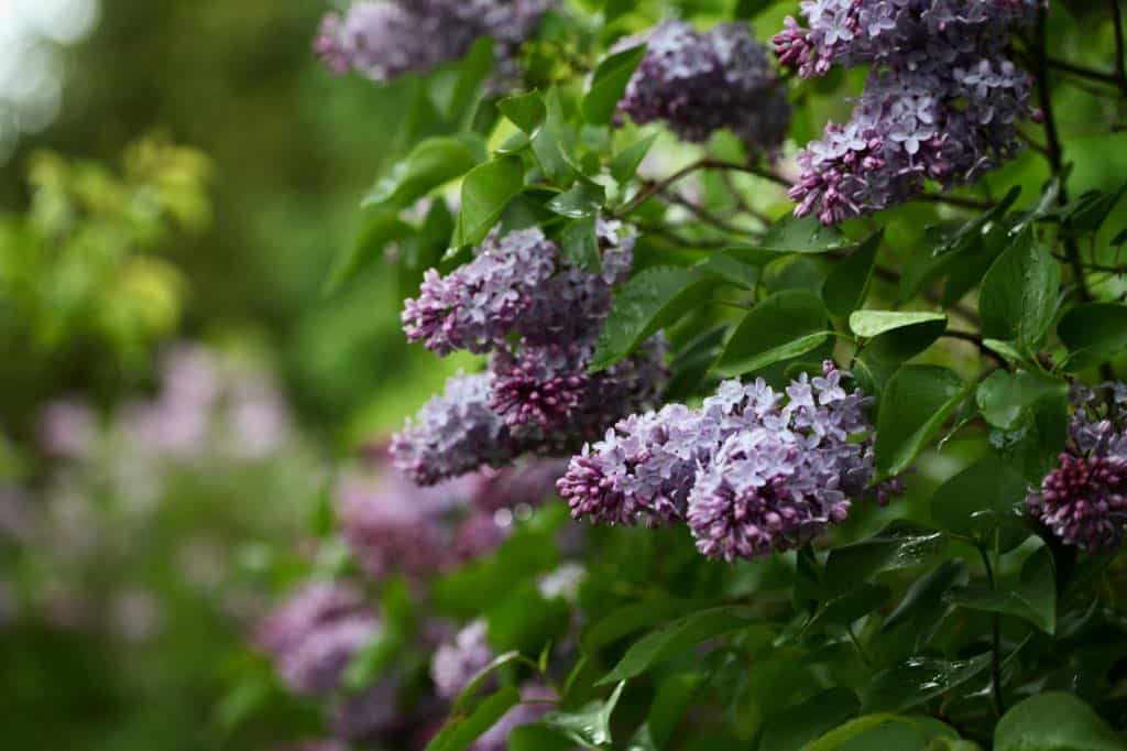 purple lilacs growing on a lilac bush