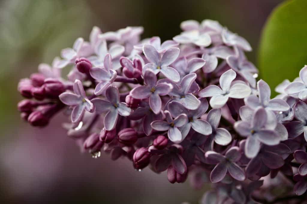 a lilac flower with raindrops