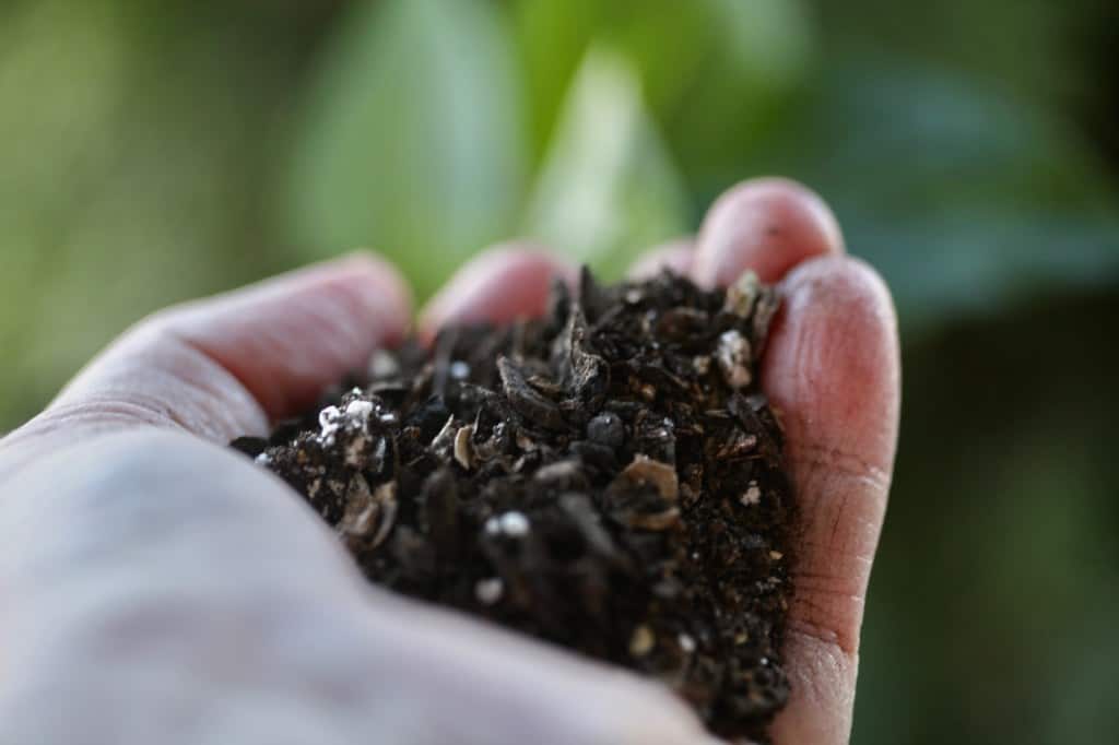 a hand holding a handful of mulch