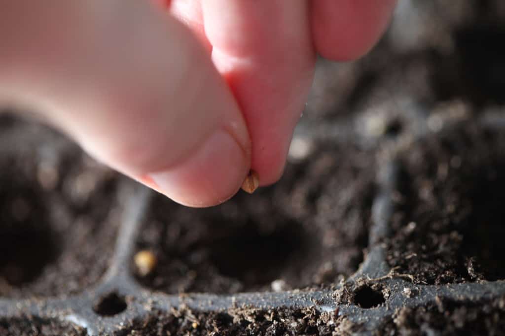 planting calla lily seeds in a cell tray