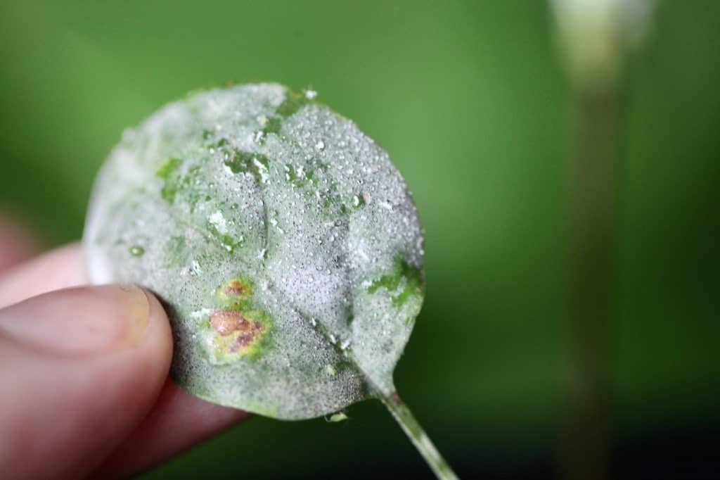 powdery mildew on a lilac leaf