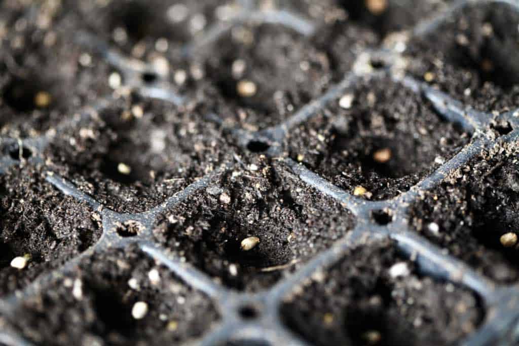 planting calla lily seeds in a cell tray