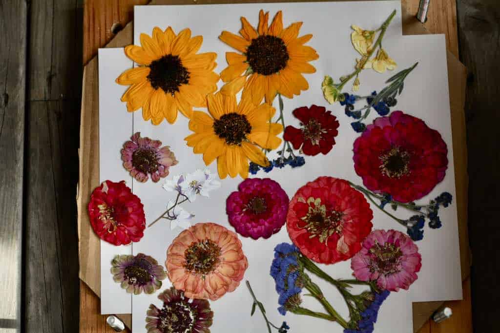 pressed flowers after 30 days in a diy flower press