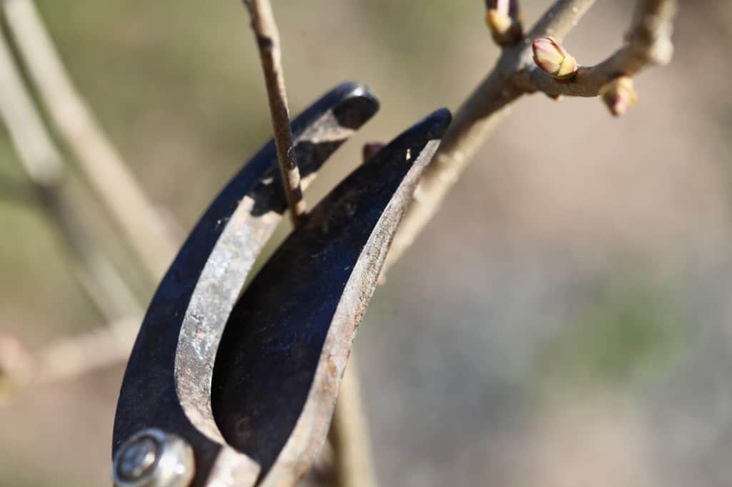 a pair of pruners pruning a branch