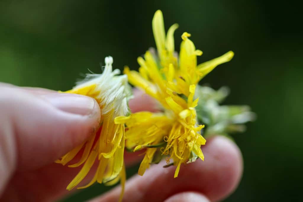 closeup of dandelion petals being pulled off the flower