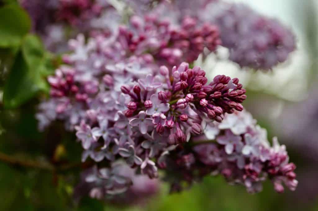 purple lilac flowers blooming on the bush