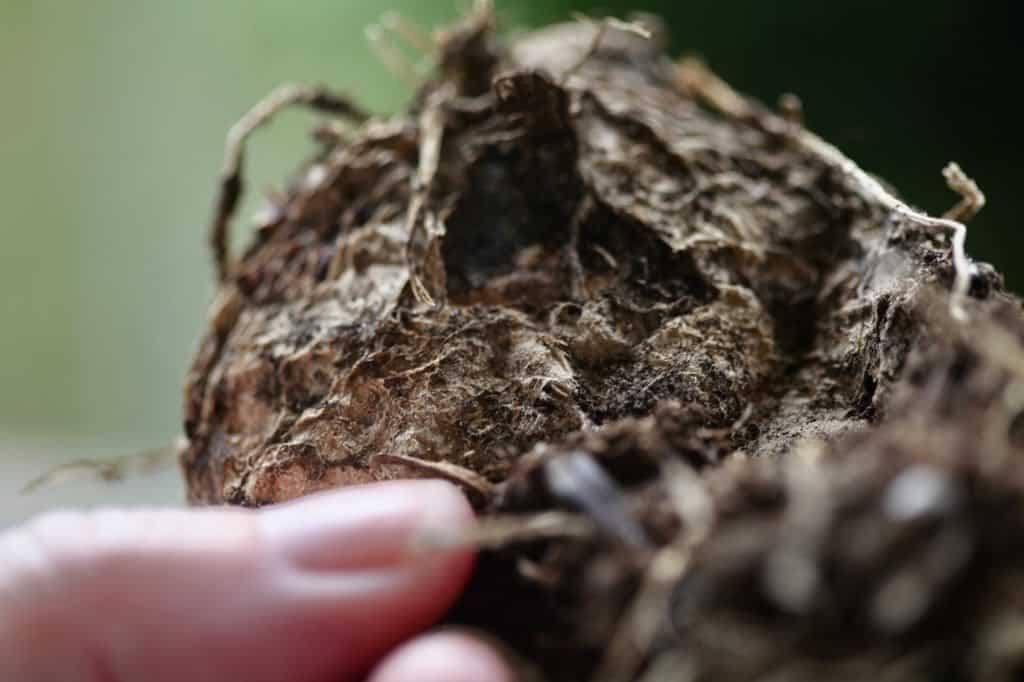 the bottom of a calla lily rhizome showing a flatter surface