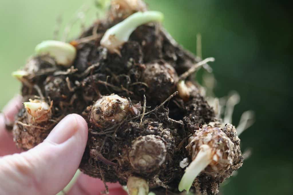 the top of a calla lily rhizome showing elevations and new growt