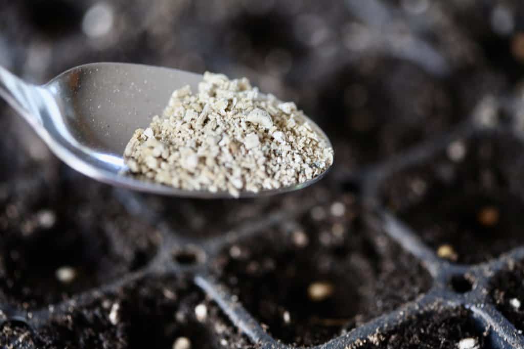 a spoonful of vermiculite over a cell tray planted with call lily seed