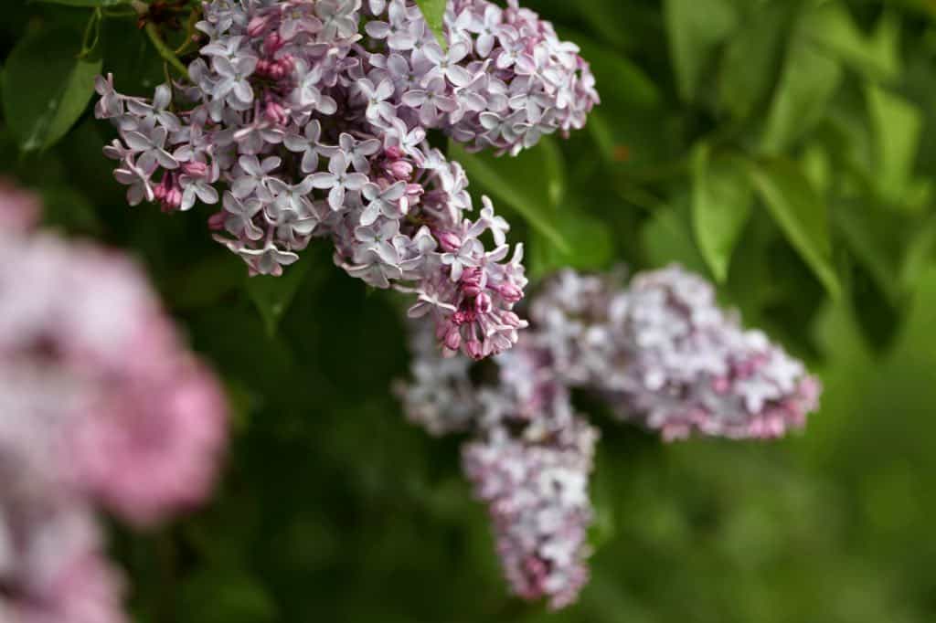 purple lilac flowers blooming on a lilac bush