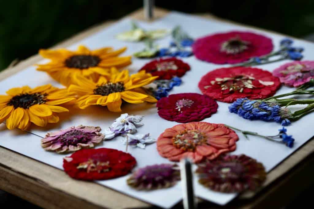 colourful flowers pressed on a diy flower press