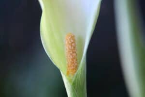 How To Grow Calla Lily From Seed- Planting And Care - Farmhouse & Blooms