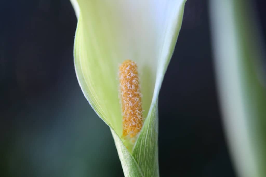 a pale white and green flower