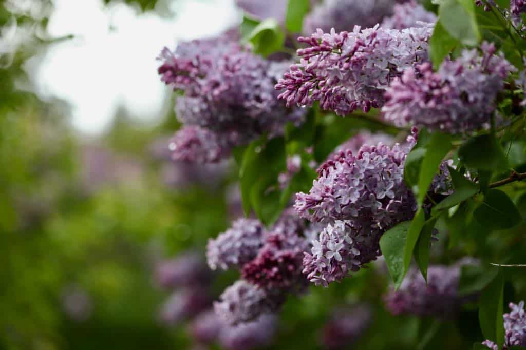 lilac flowers blooming on a lilac bush, showing how long lilacs bloom