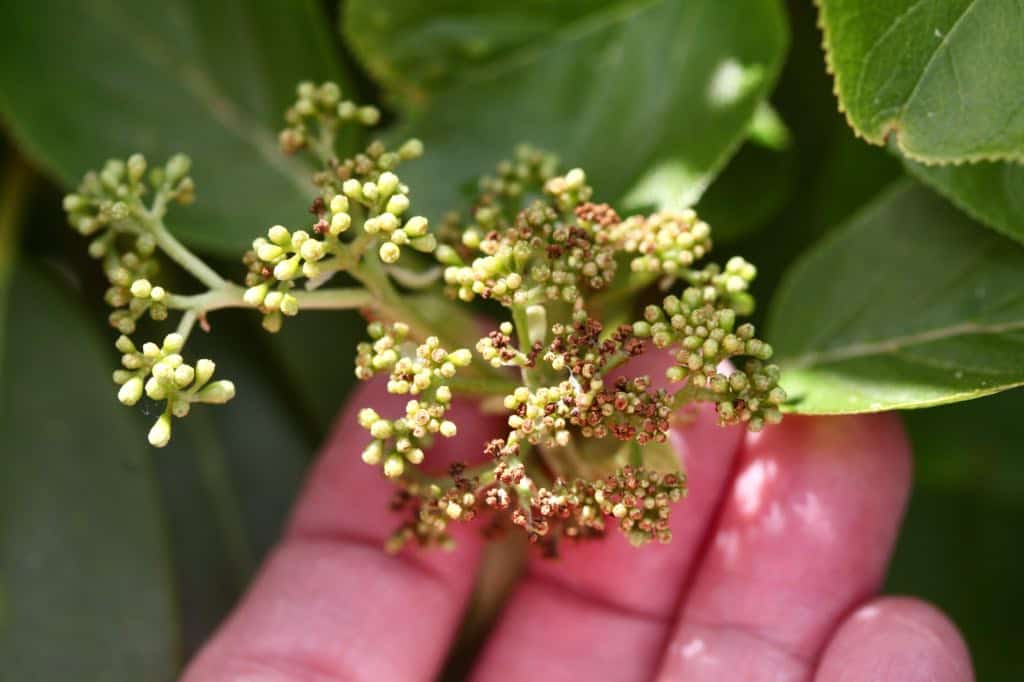 a climbing hydrangea bloom damaged by frost