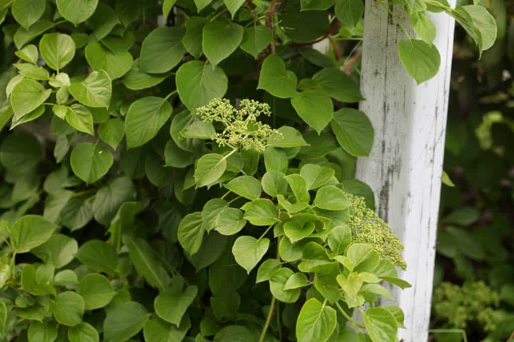 a climbing hydrangea growing on an old arbor