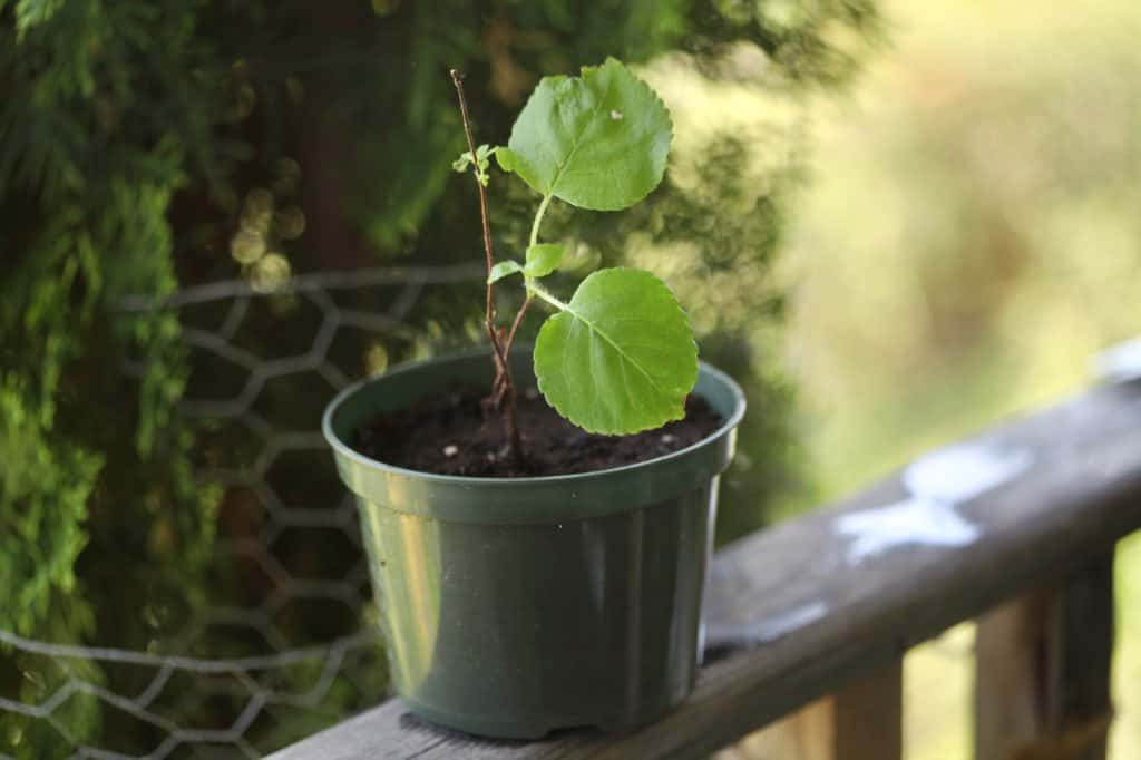 a new hydrangea plant potted up and watered in