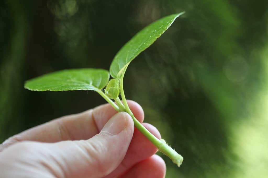 a hand holding a softwood climbing hydrangea cutting