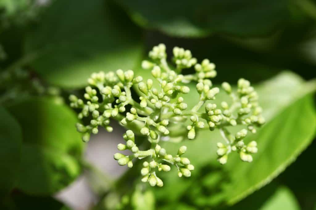 climbing hydrangea beginning to bloom