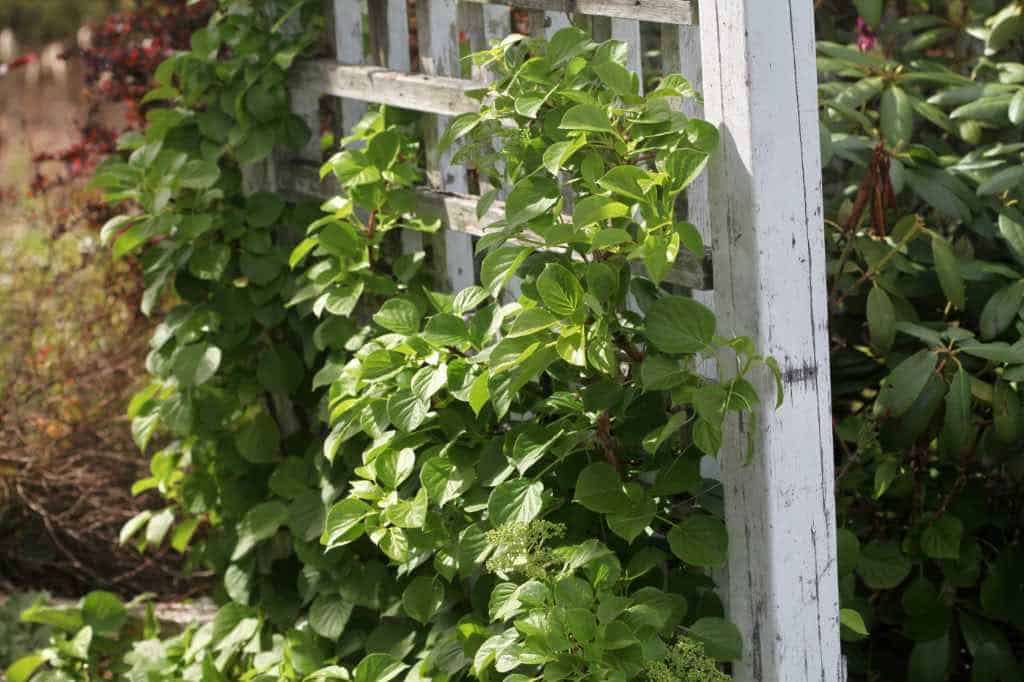 climbing hydrangea growing up a trellis