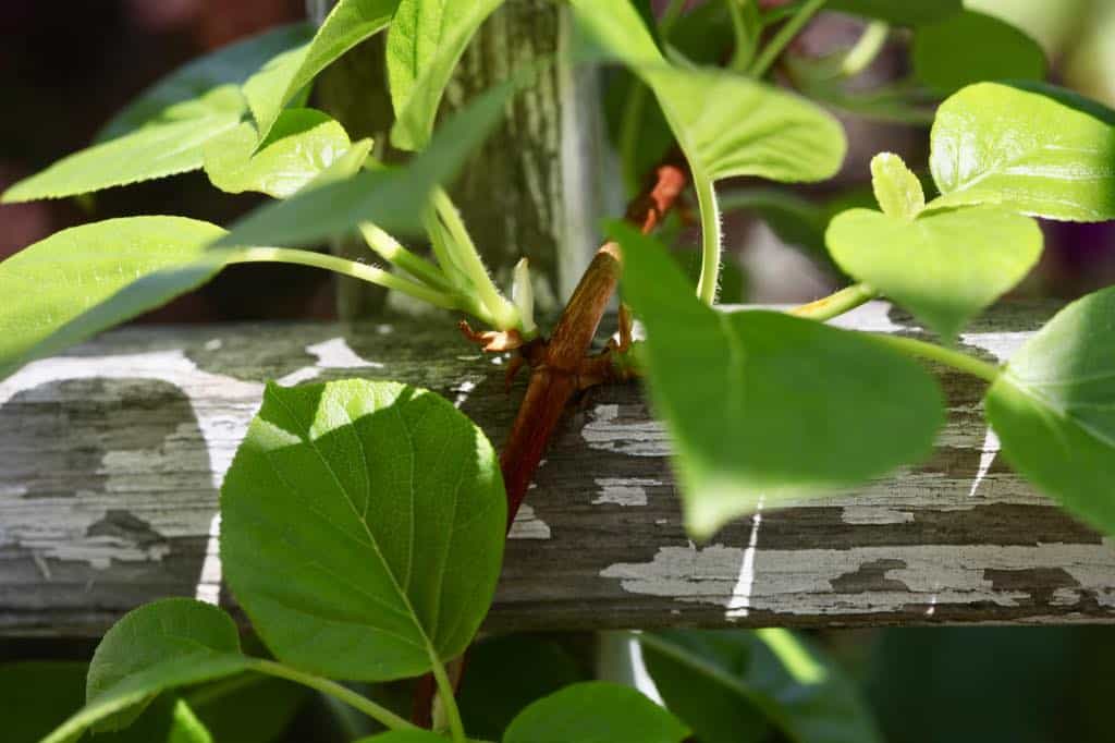 a vine with green leaves growing up an old trellis