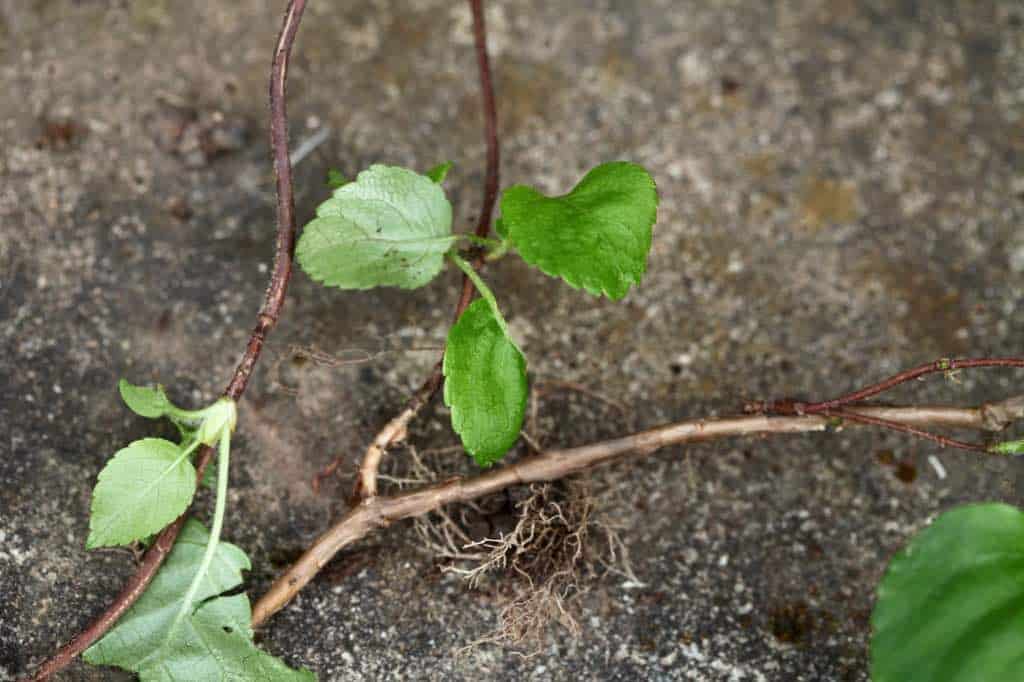 climbing hydrangea stems which have been pulled up from the ground