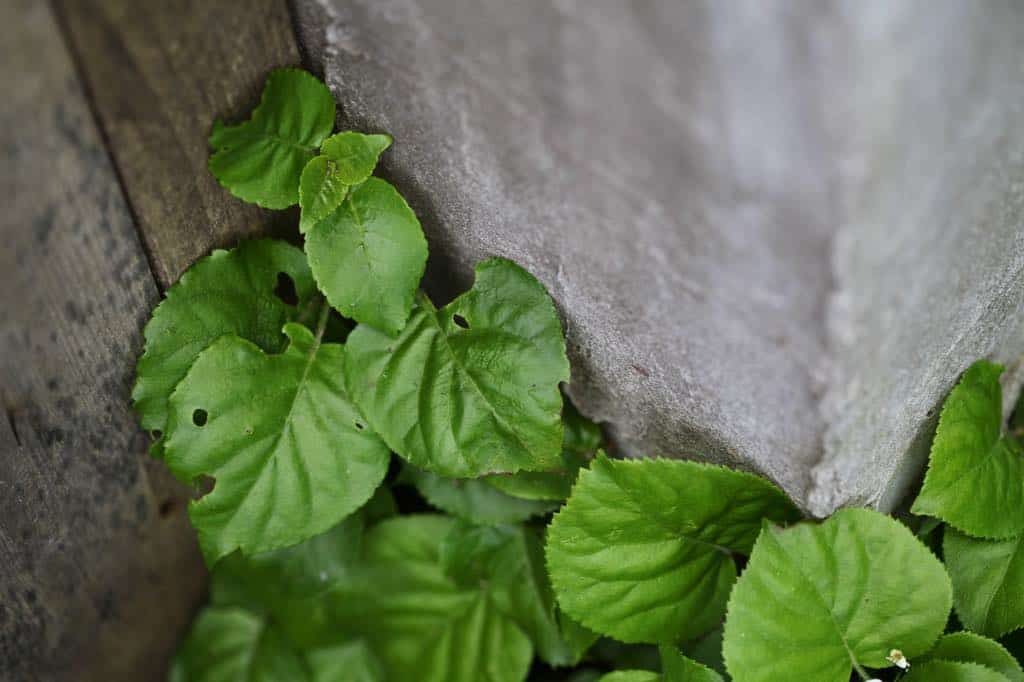 green heart shaped leaves trailing on the ground