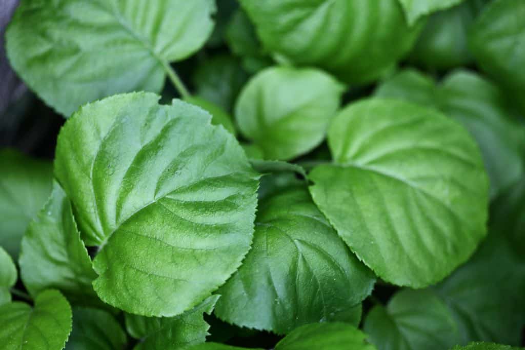 climbing hydrangea trailing on the ground