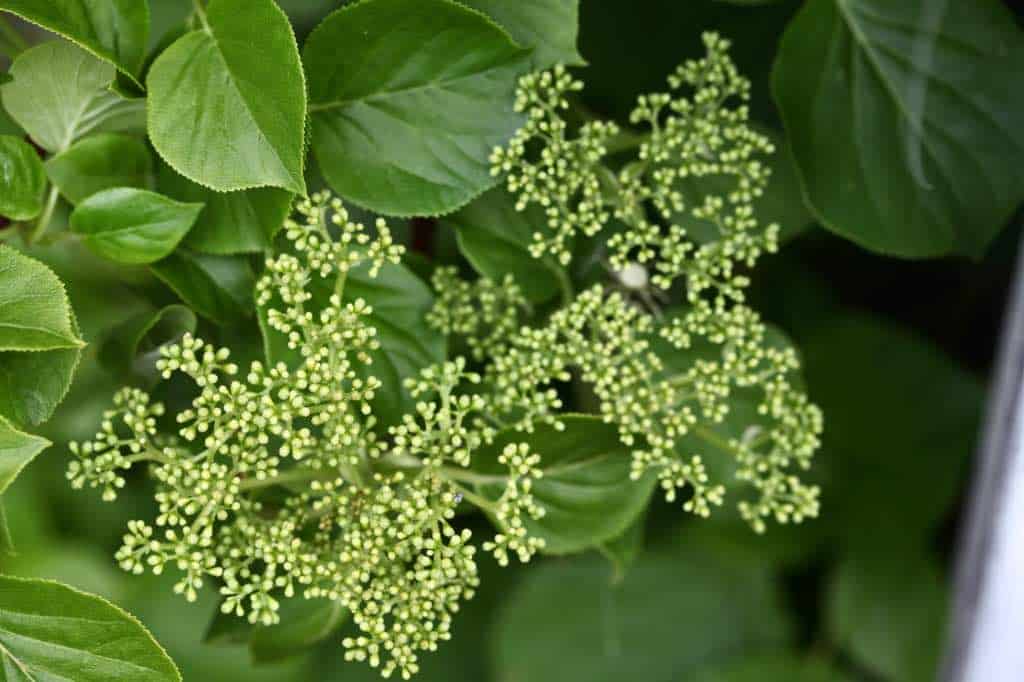 an immature flower in spring