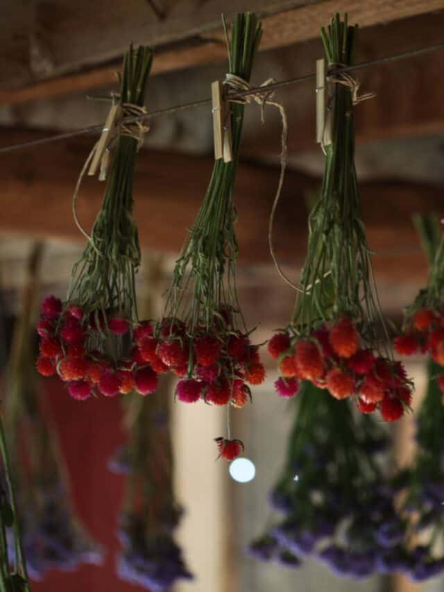 flowers hanging to dry on a drying line