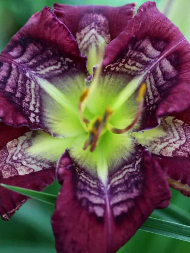 a purple daylily with a complex eye zone
