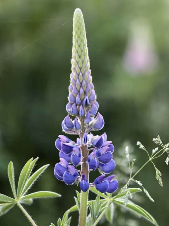 Growing Lupines- Planting And Care