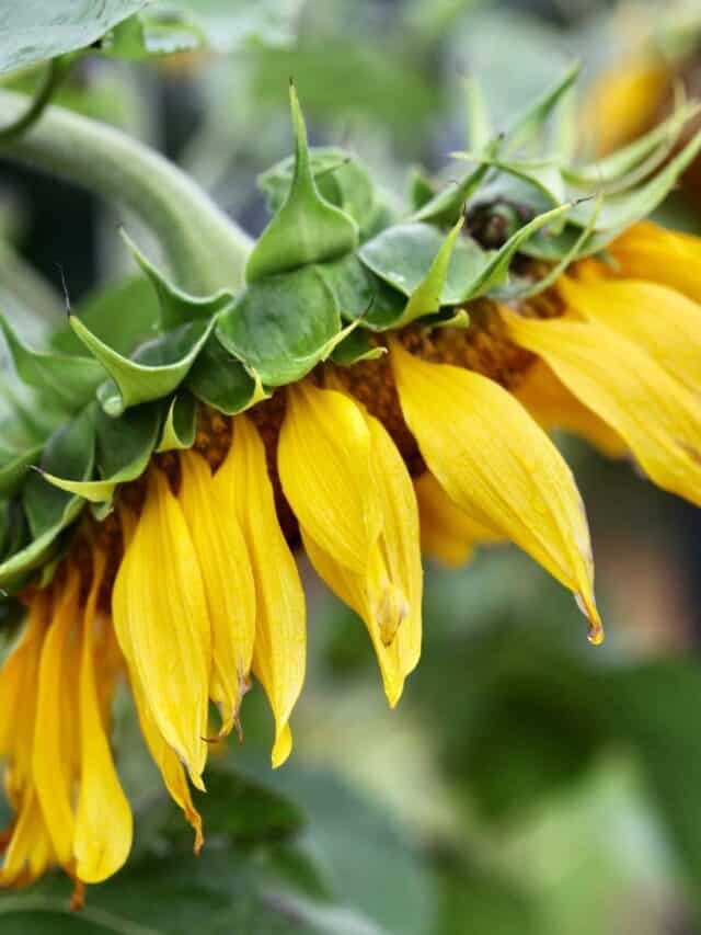 mammoth sunflowers in the garden