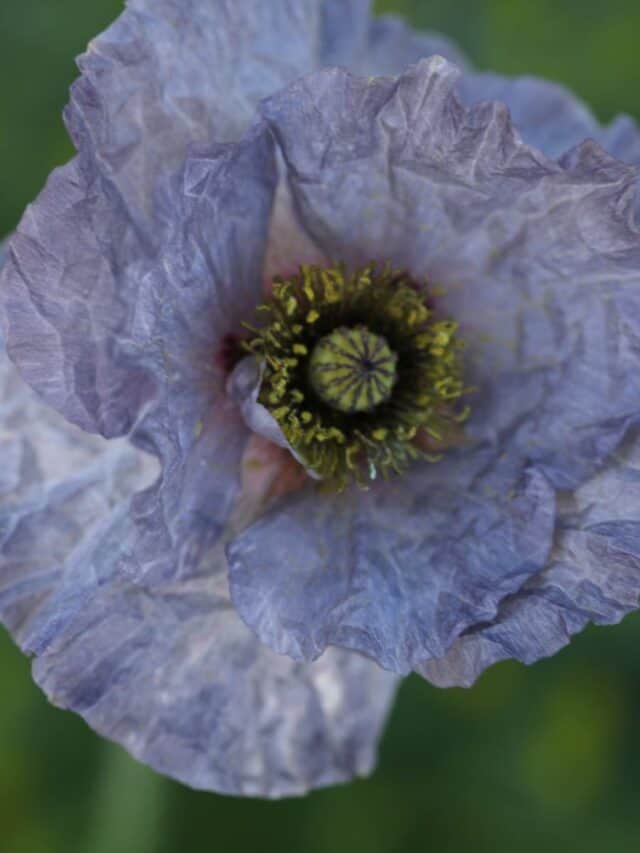 Growing Poppies From Seed
