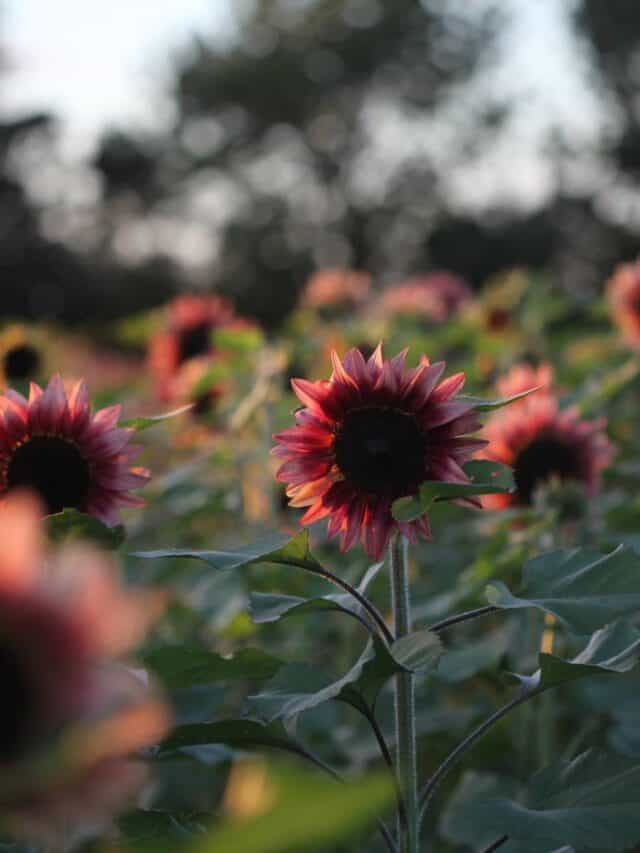 Learn About How Late You Can Plant Sunflower Seeds Farmhouse & Blooms