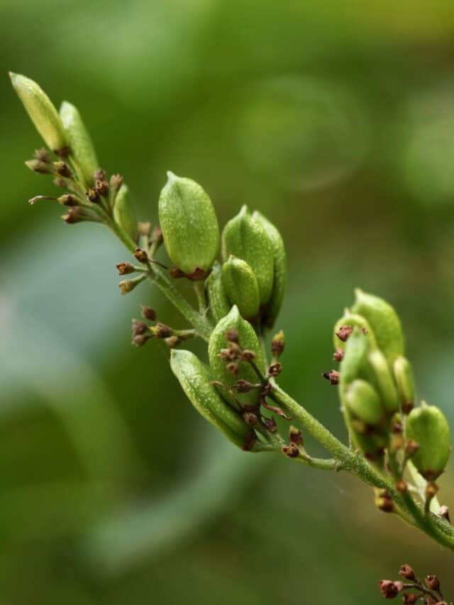 green immature lilac seed pods on the bush