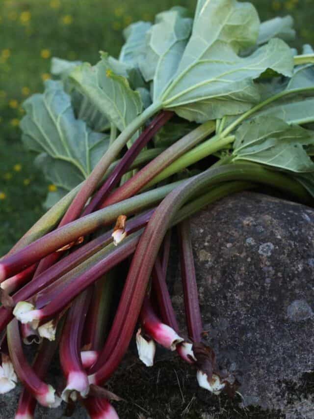 Where Is The Best Place To Plant Rhubarb?
