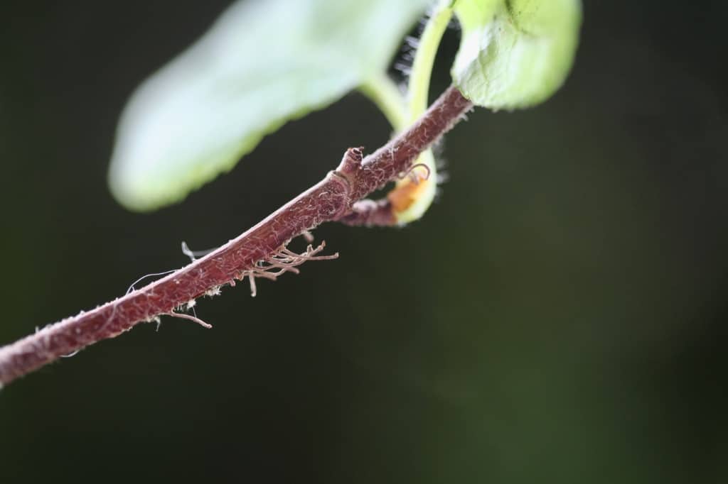 a closeup of fine aerial roots on a climbing hydrangea stem 