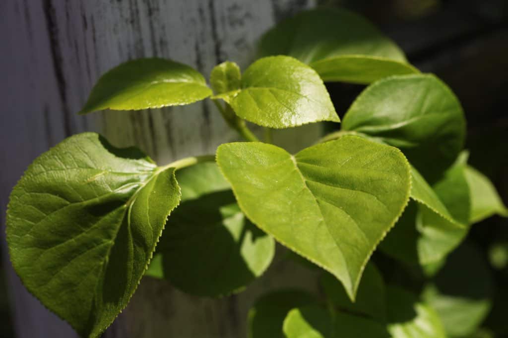 grow climbing hydrangea in dappled shade for best results