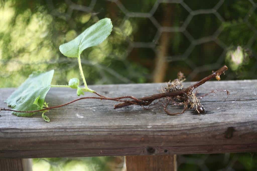here is a climbing hydrangea stem with roots attached for potting up