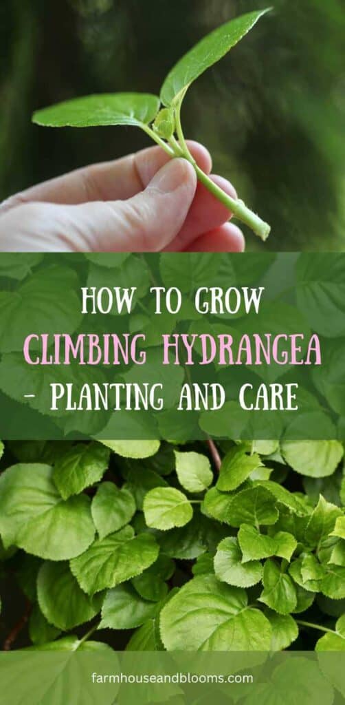 how to grow climbing hydrangea- pinterest pin