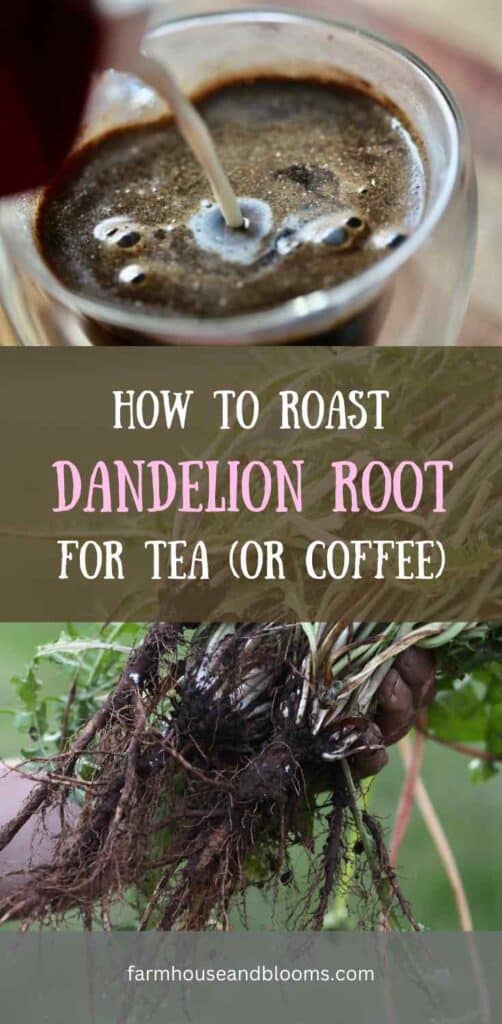 how to roast dandelion root for tea- pinterest pin
