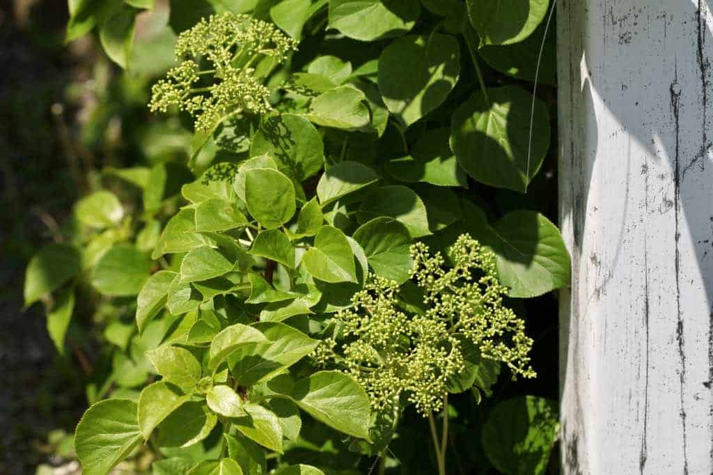 immature blooms of climbing hydrangea